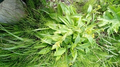 Solidago