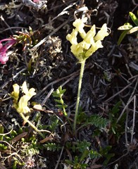 Oxytropis maydelliana
