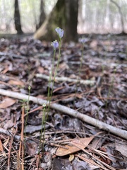 Burmannia biflora