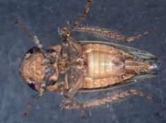 Paraphlepsius continuus