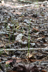 Burmannia biflora