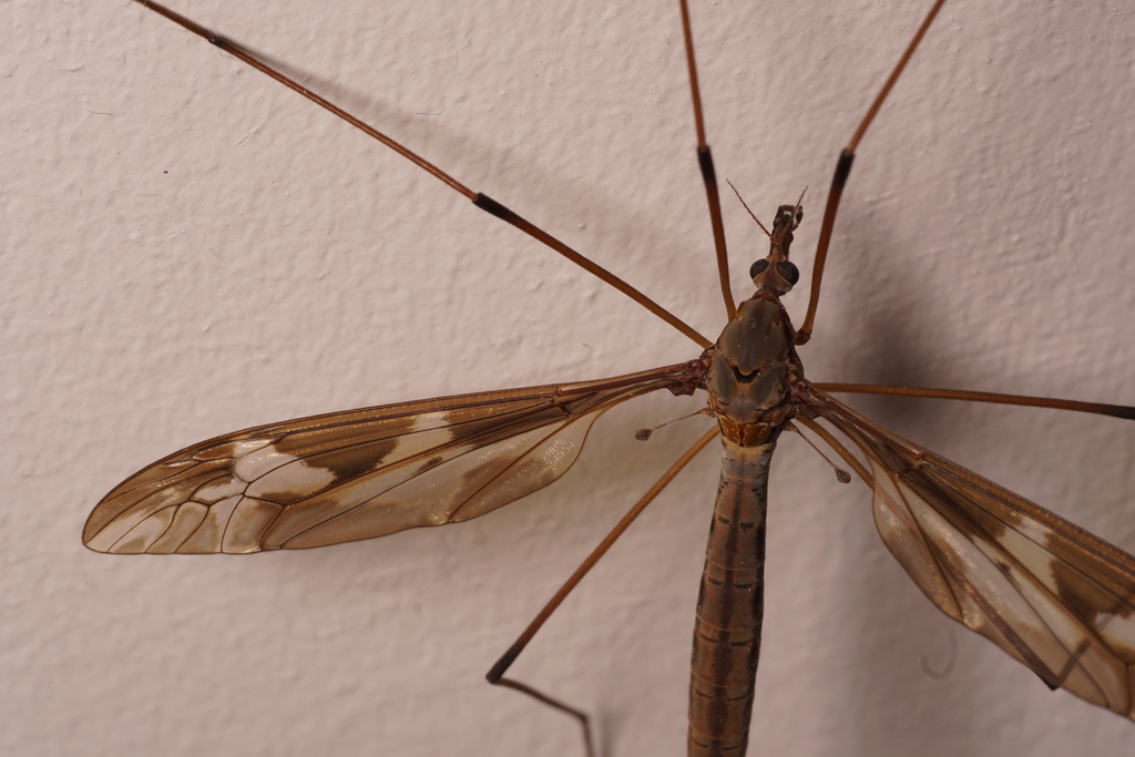 Giant cranefly