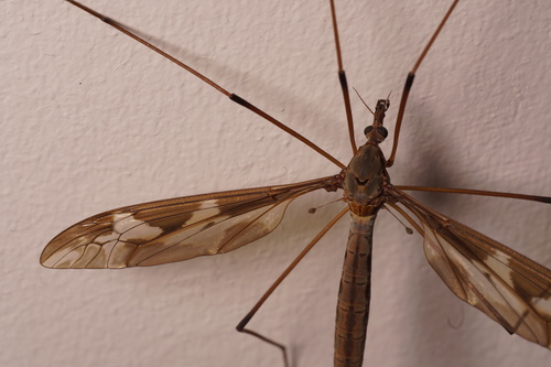 Giant cranefly, photo 2 of 10