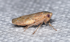 Paraphlepsius continuus