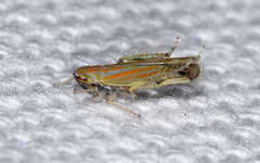 Deltanus texanus