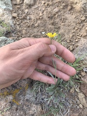 Tetraneuris argentea