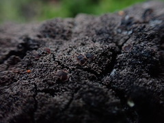 Protopannaria pezizoides