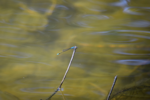 Pale Bluet photo 5