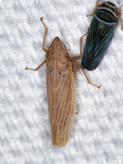 Draeculacephala septemguttata
