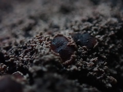 Protopannaria pezizoides