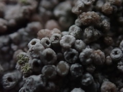 Coccotrema maritimum