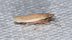 Draeculacephala septemguttata