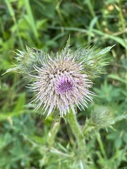 Cirsium edule