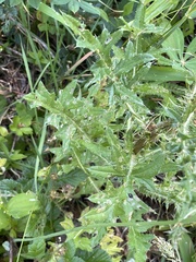 Cirsium edule