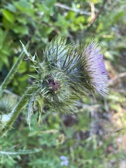 Cirsium edule