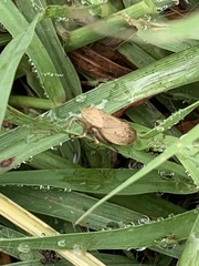 Negosiana dualis