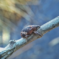 Oxyops fasciatus