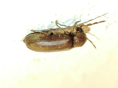 Oligomerus