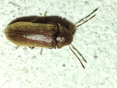 Oligomerus