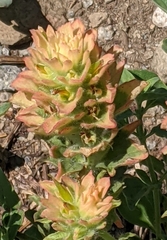 Castilleja nana