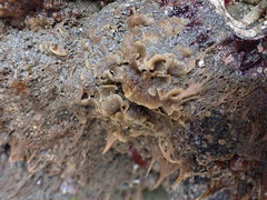 Primavelans insculpta