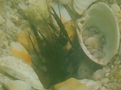 Axiopsis serratifrons image