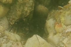Axiopsis serratifrons