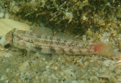 Gnatholepis thompsoni