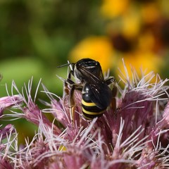 Nomia nortoni nortoni