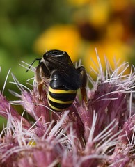 Nomia nortoni nortoni