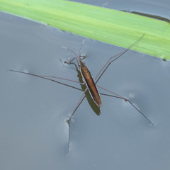 Limnoporus