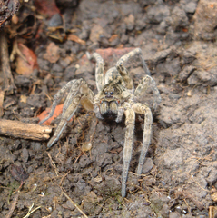 Schizocosa malitiosa