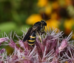 Nomia nortoni nortoni