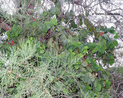 Plicosepalus acaciae