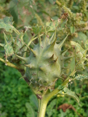 Datura ferox