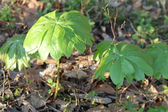 Podophyllum peltatum