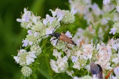 Brachyleptura