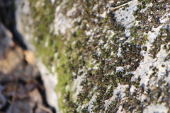 Bryophyta
