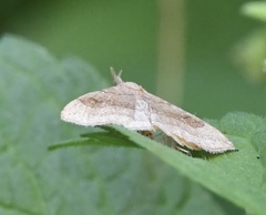 Phalaenostola metonalis