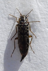 Chalcodrya variegata
