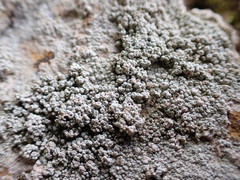 Coccotrema maritimum