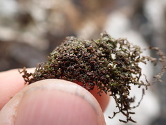Frullania californica