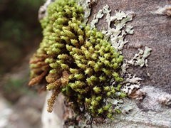 Plenogemma phyllantha