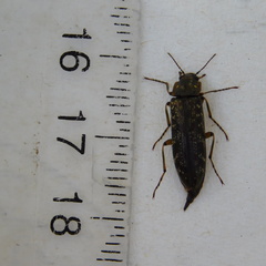 Chalcodrya variegata