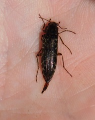 Chalcodrya variegata