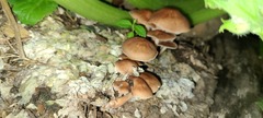 Rhodocollybia prolixa distorta