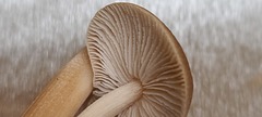 Rhodocollybia prolixa distorta