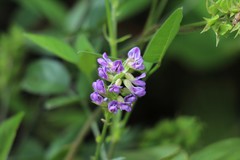 Orbexilum melanocarpum