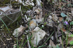 Fungi