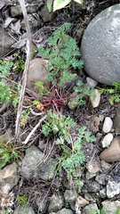Phlojodicarpus villosus